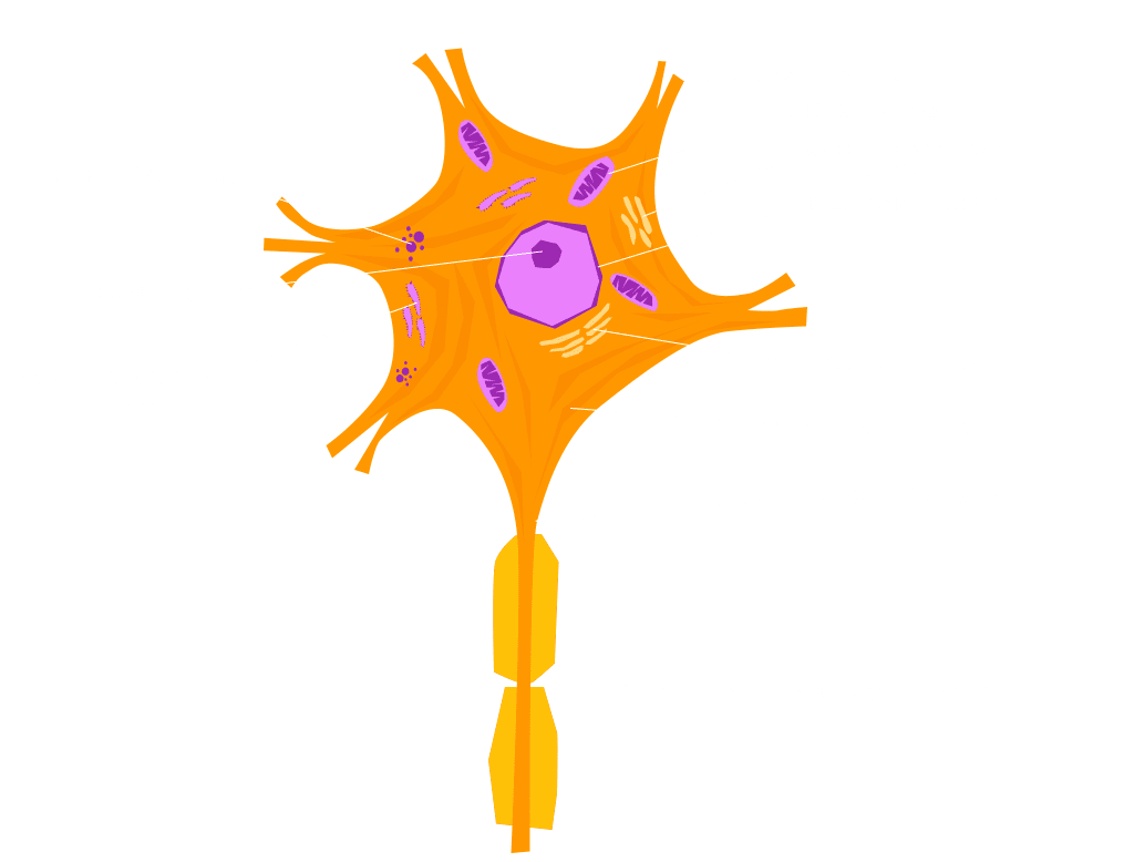 Mirror neuron Cell Nervous system Nerve