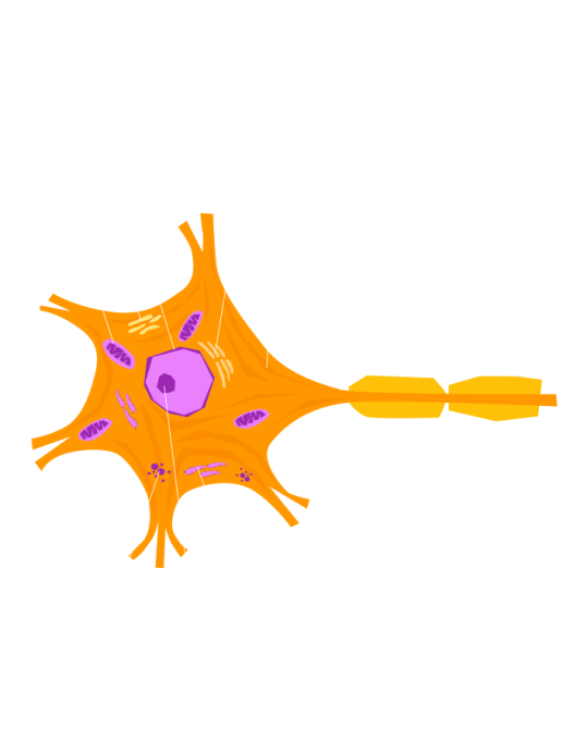 Mirror neuron Cell Nervous system Nerve